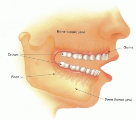 Image of a full set of patients teeth